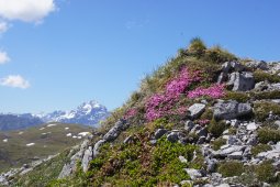 Bergklub: Alteingrat (2340 m.ü.M.)